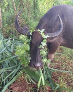buffalo carabao jihatsu eco farm