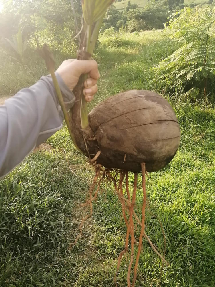 coconut horizontal sprout jihatsu eco farm