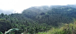 coconut plantation philippines