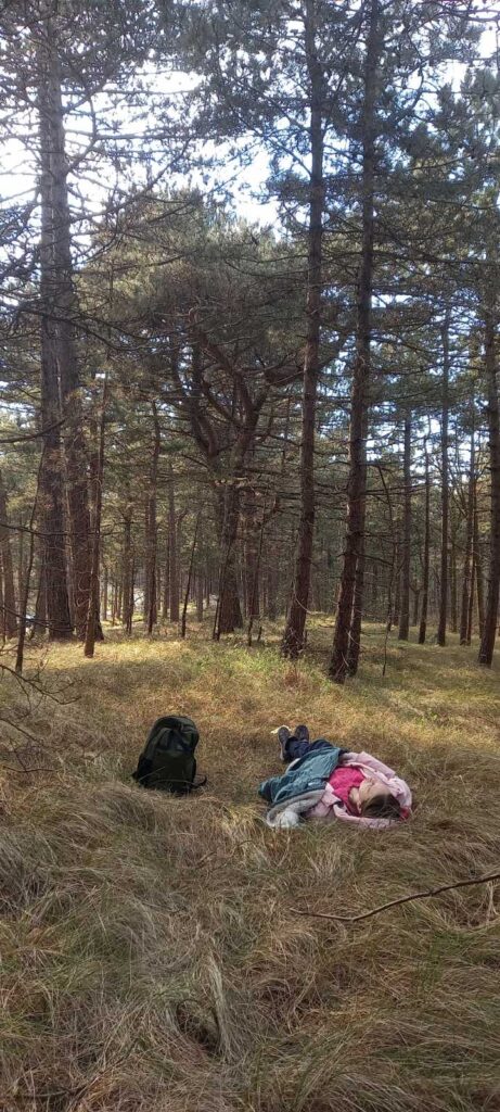 pine forest sleeping beauty jihatsuecofarm