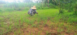 rice field plucking farmer woman