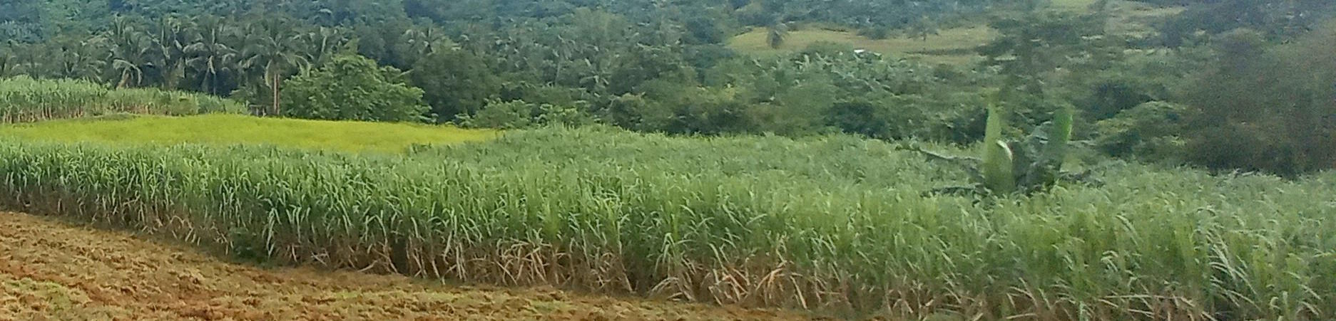 Sugar Cane Field 