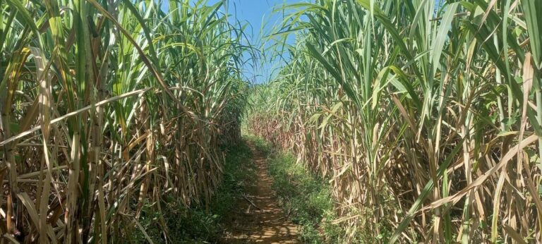 sugar cane jihatsu eco farm
