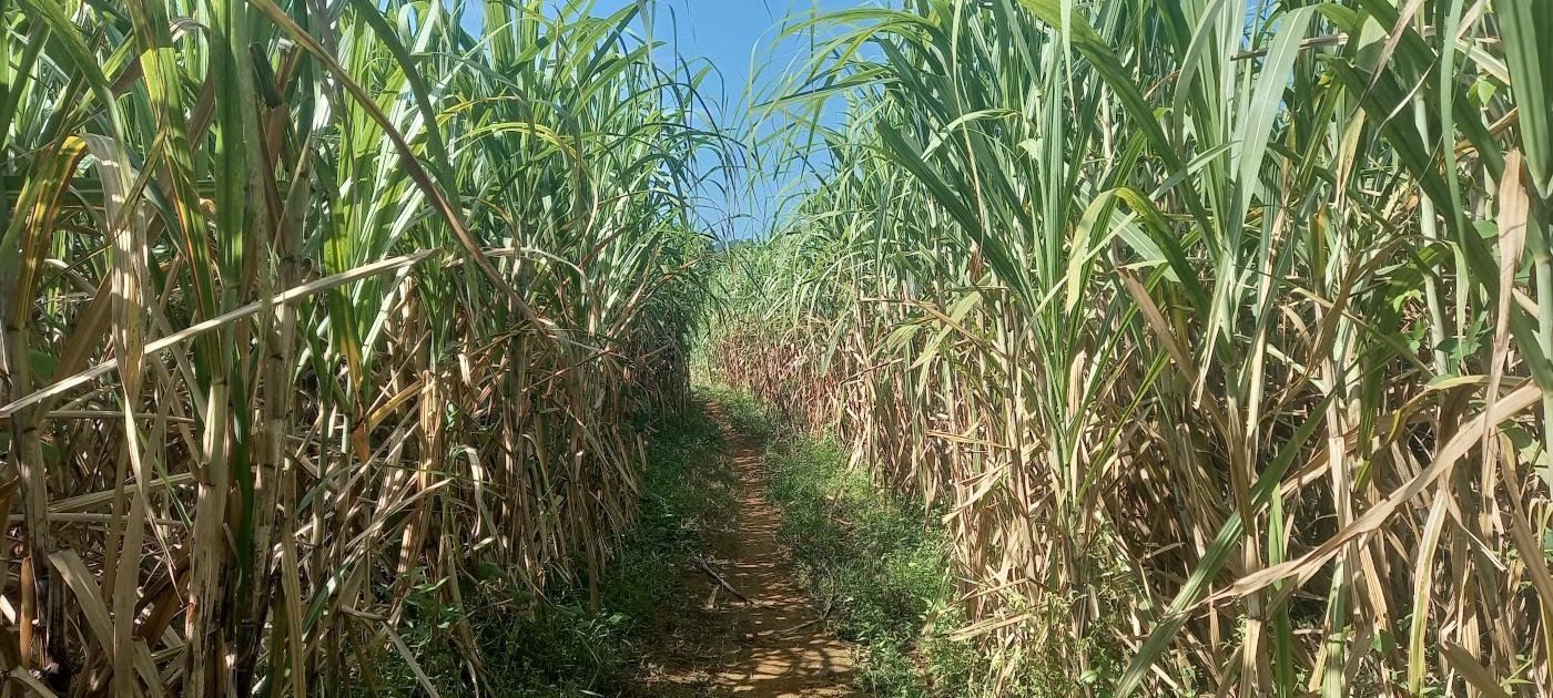 Sugar Cane Farming Process In The Philippines Jihatsu Eco Farm